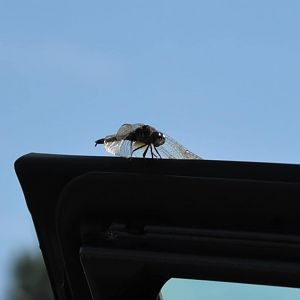 Wild Black Saddlebags dragonfly