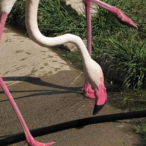 Greater flamingo