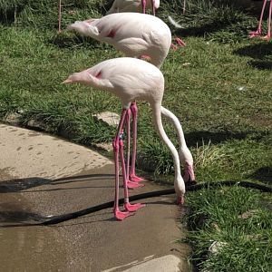 Greater flamingos