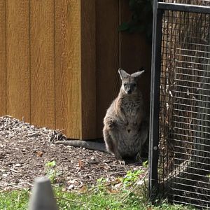 Parma wallaby