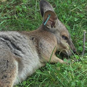 Parma wallaby sleeping in the grass