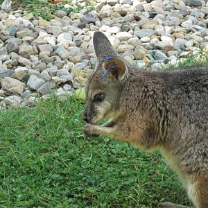 Parma wallaby look how small it's paws ar