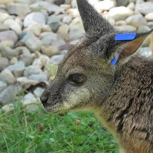 Parma wallaby close up