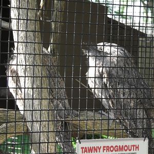 Tawny frogmouth