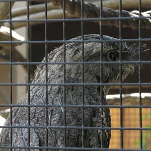 Tawny frogmouth again