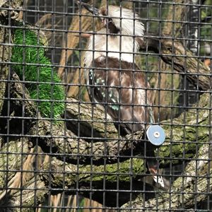 Kookaburra with it's mouth open