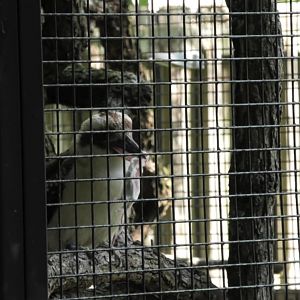Kookaburra eating a mouse
