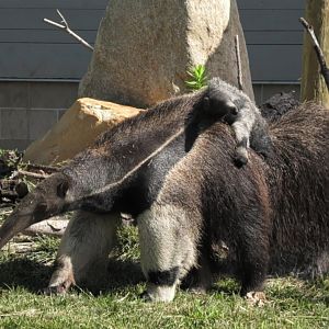 Male giant anteater pup
