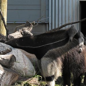 Giant anteater pup again