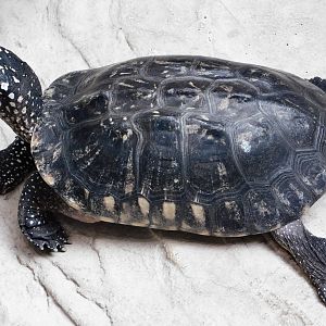Spotted pond turtle (Geoclemys hamiltonii) August 30, 2025