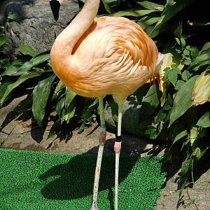 Chilean Flamingo (Phoenicopterus chilensis) August 30, 2025