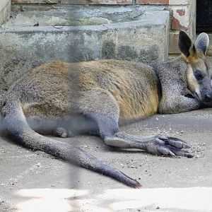 Swamp Wallaby (Wallabia bicolor) August 30, 2025
