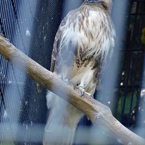 Eastern Buzzard (Buteo japonicus) August 30, 2025