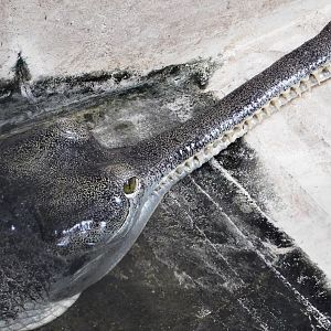 Gharial (Gavialis gangeticus) August 30, 2025