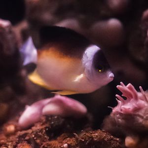 Abe's Angelfish