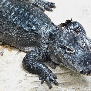 Chinese Alligator (Alligator sinensis) August 30, 2025