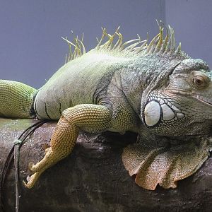 Green Iguana (Iguana iguana) August 30, 2025