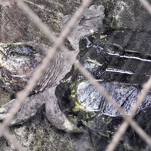 Alligator Snapping Turtle (Macrochelys temminckii) August 30, 2025