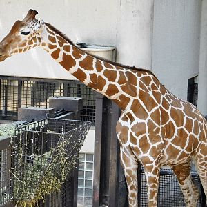 Giraffe (Giraffa camelopardalis) August 30, 2025