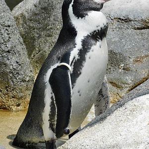 Humboldt Penguin (Spheniscus humboldti) August 30, 2025