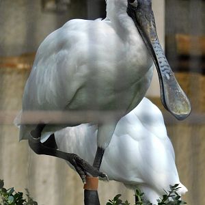Black-faced Spoonbill (Platalea minor) August 30, 2025