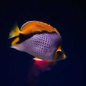 Marquesan Butterflyfish