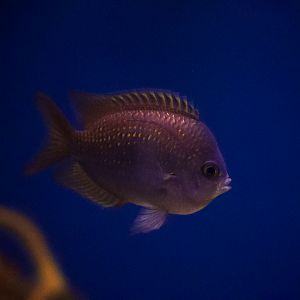 Shortsnout Chromis