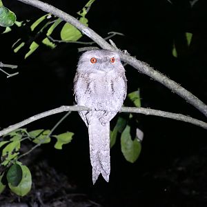 Papuan Frogmouth (Podargus papuanus)