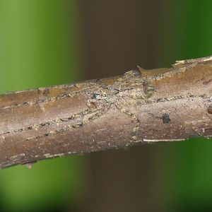 Australian Lichen Spider (Pandercetes gracilis)