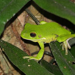 White-lipped Tree Frog (Nyctimystes infrafrenatus)
