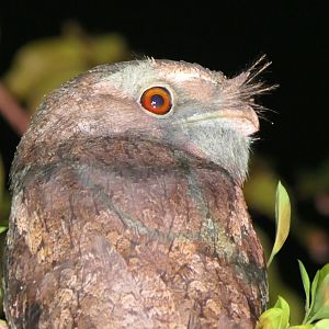 Papuan Frogmouth (Podargus papuanus)