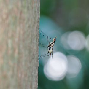 banana fly, Derocephalus angusticollis