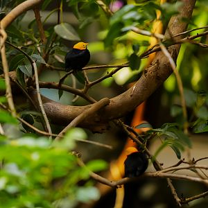 Golden-headed Manakins