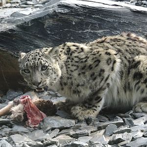 Snow Leopard with lunch 24 August 2025