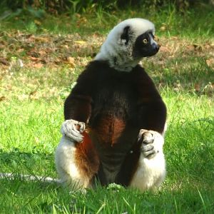 Coquerel’s sifaka  24 August 2025