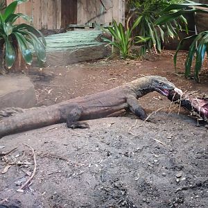 Komodo Dragon feeding  24 August 2025