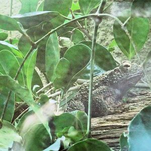 Asian Giant Toad  24 August 2025