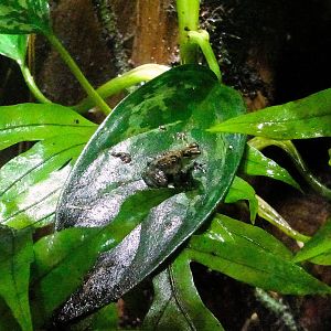 Bornean Rock Frog  24 August 2025