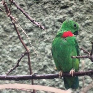 Blue-crowned Hanging Parrot 24 August 2025