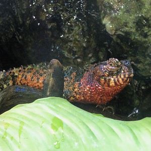 Chinese Crocodile Lizard 24 August 2025