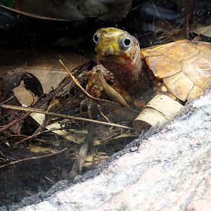 Black-breasted Leaf Turtle 24 August 2025