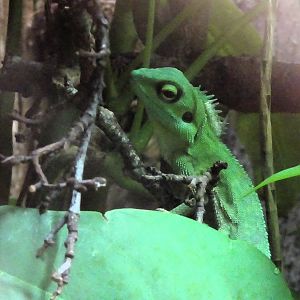 Green Crested Lizard 24 August 2025