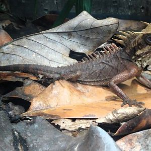 Horn-headed Lizard 24 August 2025