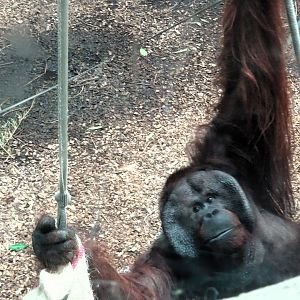 Bornean orangutan 24 August 2025