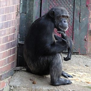 Chimpanzee 24 August 2025
