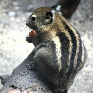 Swinhoe's Striped Squirrel 24 August 2025