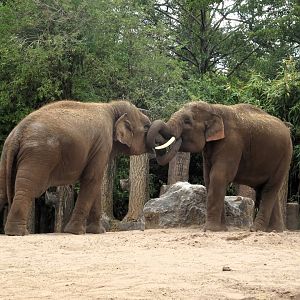 Asian Elephants 24 August 2025