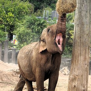 Asian Elephant 24 August 2025