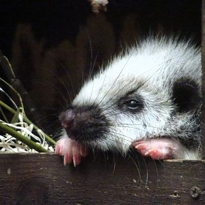 Northern Luzon Phloeomys 24 August 2025