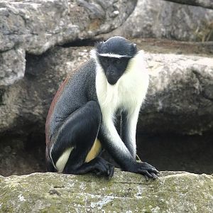 Roloway Monkey 24 August 2025